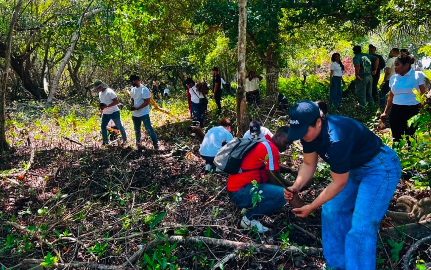 UAPA Nagua, el Clúster Turístico de Samaná y el Ministerio de Medio Ambiente realizaron la jornada “Domingo Verde” con la participación de 45 voluntarios